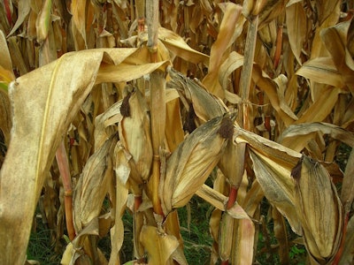 Corn 364375 960 720