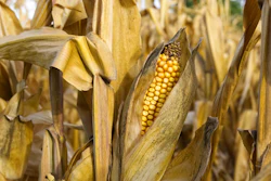 Corn 3709248 960 720