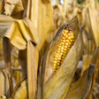 Corn 3709248 960 7201