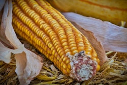 Corn 3749752 1280