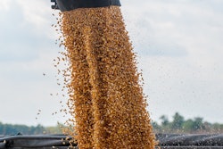Corn 3779308 960 720
