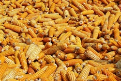 Corn 984635 960 7203