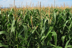 Corn field 1935 960 7202