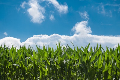 Corn field 440338