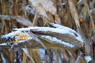 Corn frost