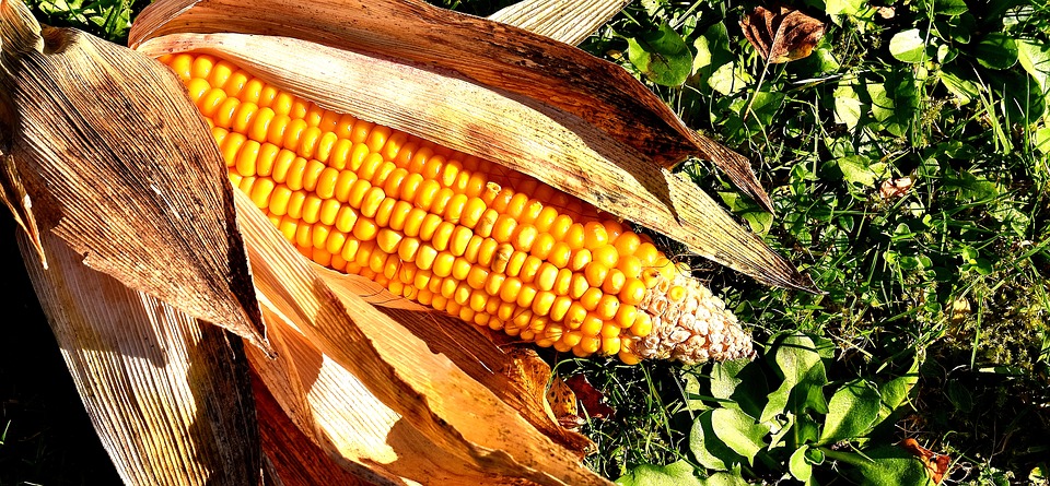 Corn on the cob 2204702 960 720