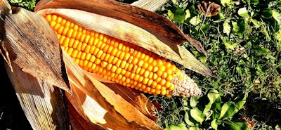 Corn on the cob 2204702 960 720