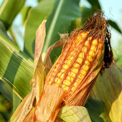 Corn on the cob 2941068 960 720
