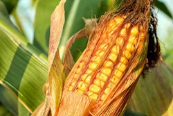 Corn on the cob 2941068 960 7201