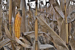 Corn ordinary 3023338 960 7201