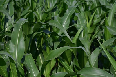 Corn plant 3481611 960 720