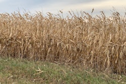Feed & Grain