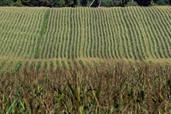 Corn filed