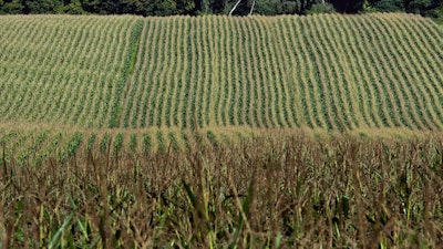 Corn filed