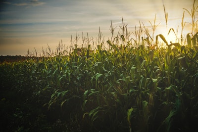 Corn on cob pexels todd trapani 1382102