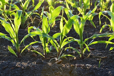 Corn sprouting