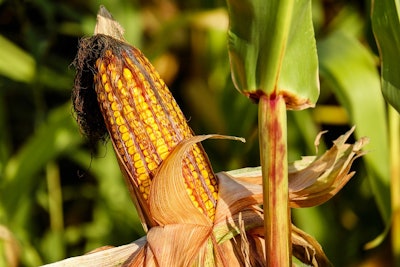 Corn yields