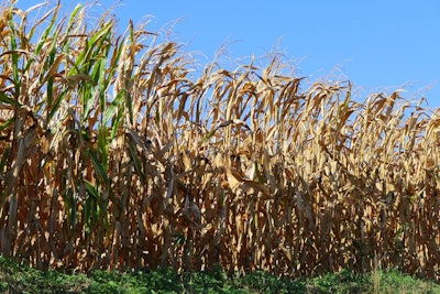 Cornfield 3696986 960 7201