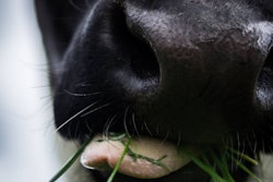 Cow super cu nose