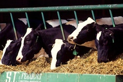 Cows 526771