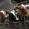 Cows 552947
