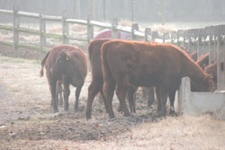 Cows feeding