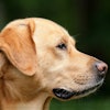 Dog 1194083 1920