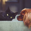 Dog 2606759 1920