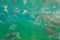 Fish 1011963 960 720