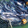 Fish 1734910 1280