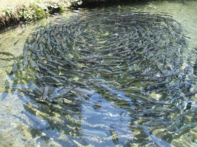 Fish farming 976294 960 720