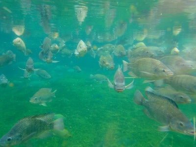 Fish farm