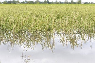 Flooded rice fields 2929367 960 7201