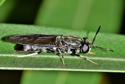 黑固态飞文件相片