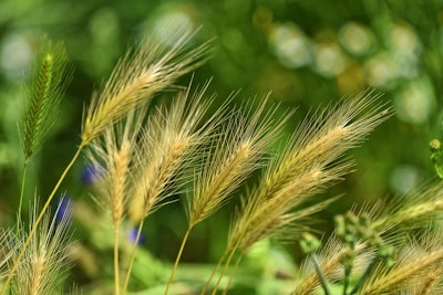 Foxtail barley 3471611 960 720