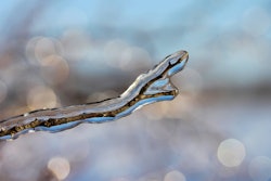 弗洛斯蒂分支320646960720