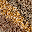 Grain1