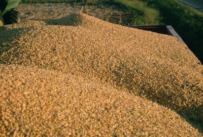Grain in truck