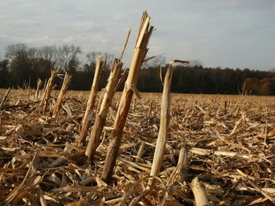 Harvested corn field