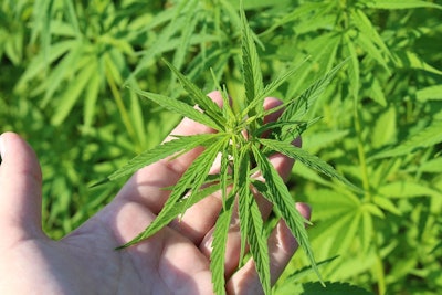 哼哼p plant 3661210 960 720
