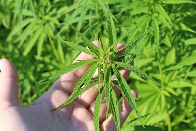 Hemp plant 3661210 960 720