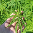 Hemp