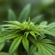 Hemp plant