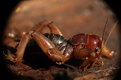 Insect cricket