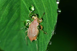 Insects 563256 960 720