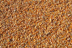 Maize 264520 340