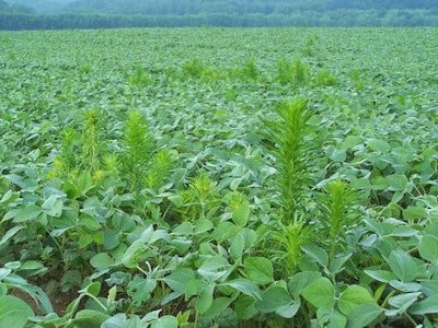 Dicamba is now one herbicide option for farmers with marestail issues. (Photo: Submitted)