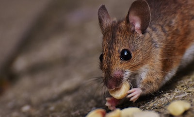 Mouse 1751232 1920