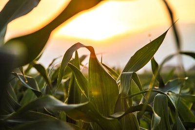 Nature field sun agriculture