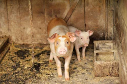 Pig 1249586 960 720